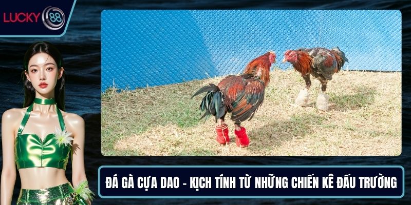 Đá gà cựa dao