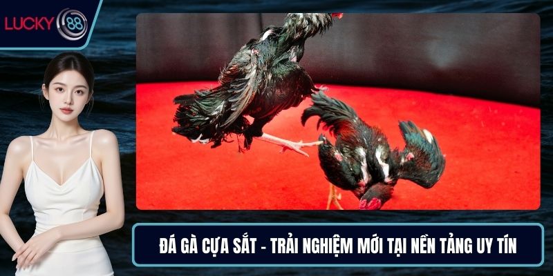 Đá gà cựa sắt