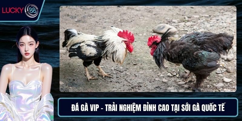 Đá gà VIP