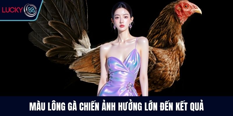 Màu lông gà chiến ảnh hưởng lớn đến kết quả