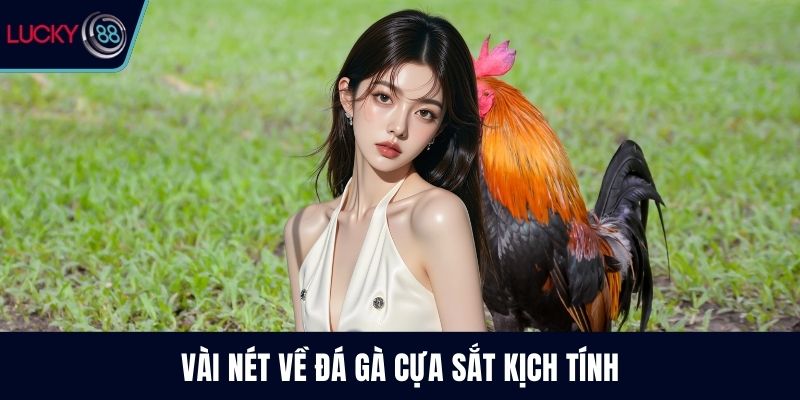 Vài nét về đá gà cựa sắt kịch tính